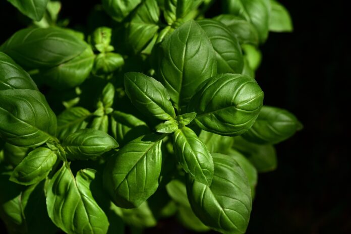basil-3532424_1280